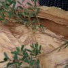 Paperbark, useful for many purposes from roofing material to bandages